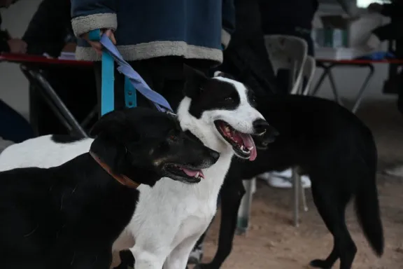Cerca de 70 mascotas fueron vacunadas contra la rabia - imagen de origen