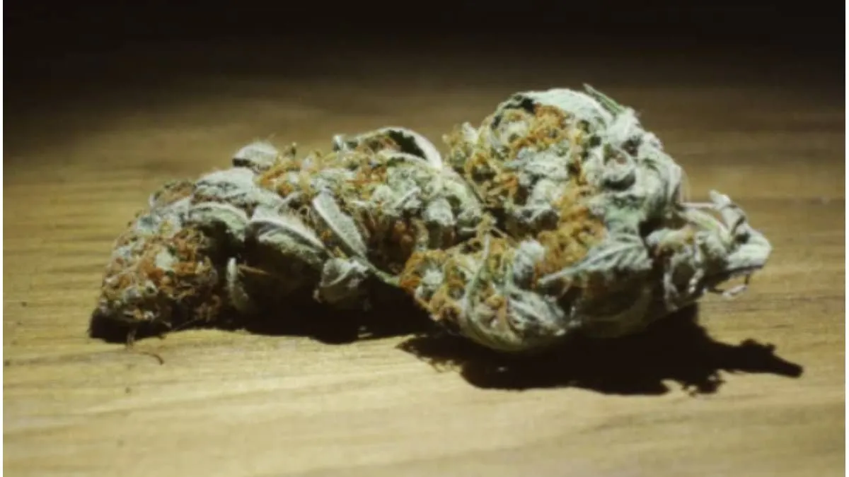 Concepción del Uruguay: tres años de prisión condicional para los dueños de un grow shop - imagen de origen