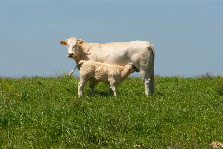 La raza Blonde d`Aquitaine gana terreno en la ganadería entrerriana: “Consume menos y rinde más” - imagen de origen