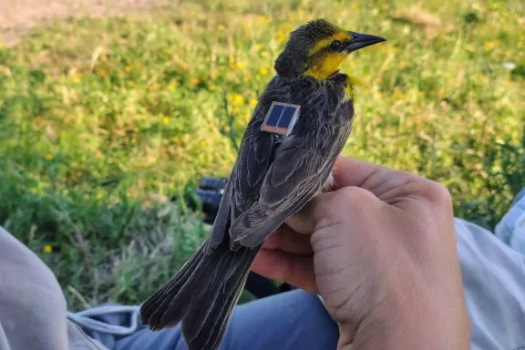 Monitorean las poblaciones de Tordo Amarillo en la zona rural de Gualeguaychú - imagen de origen