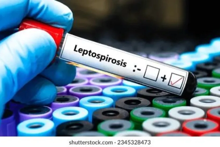 Aumento de leptospirosis: Entre Ríos ya registra 15 contagios en personas en lo que va del año - imagen de origen