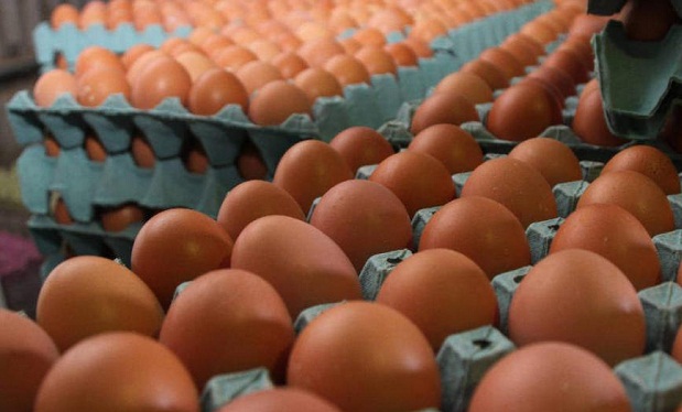 Entre Ríos exportará huevos con arancel cero a la Unión Europea - imagen de origen
