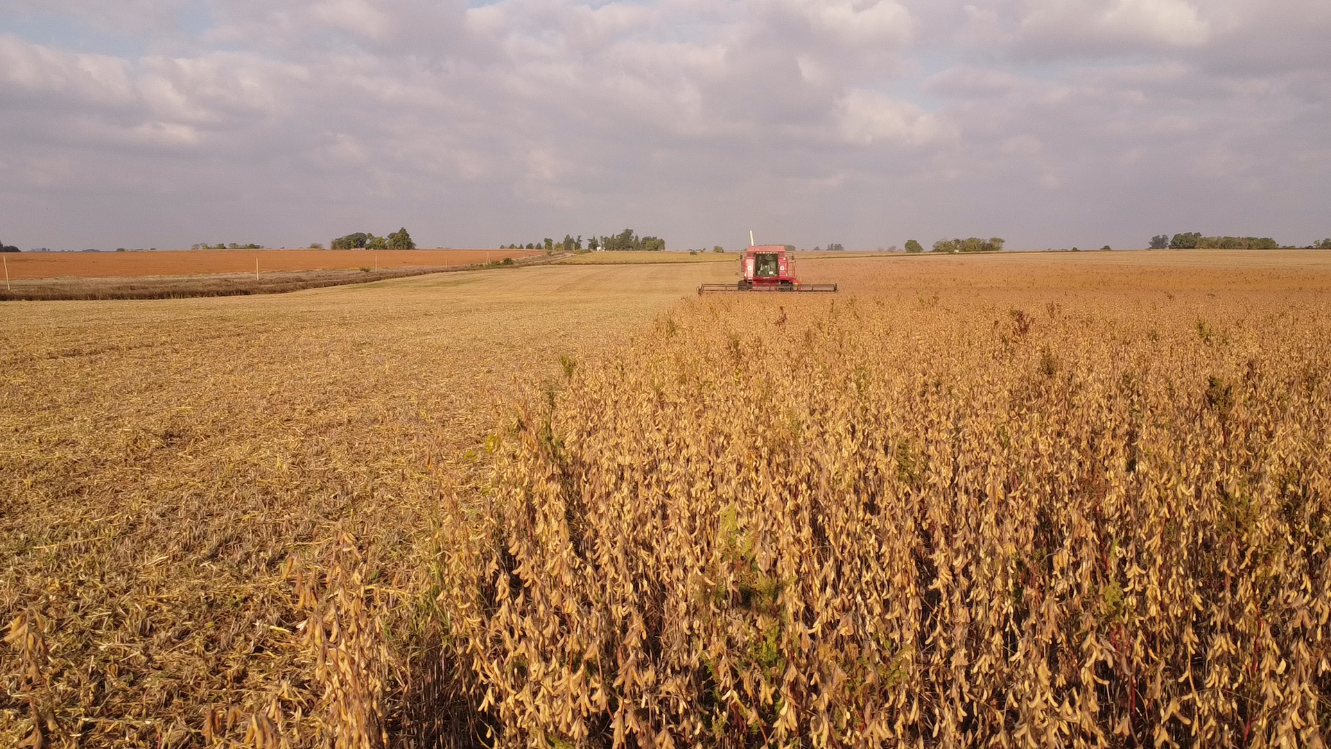 Datos concretos prueban que cayó 22% la producción de soja - imagen de origen