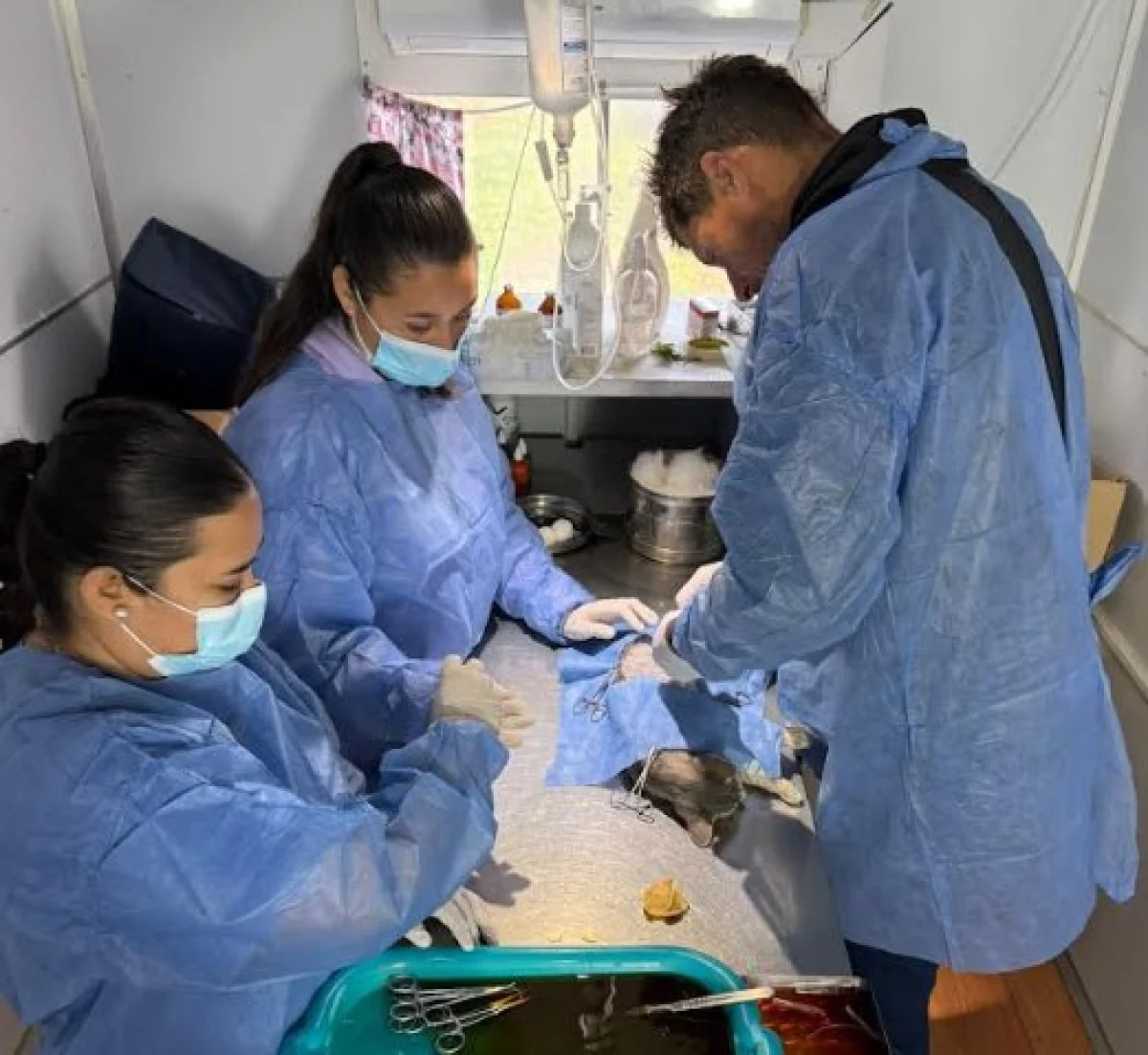 Más de 200 castraciones en mayo: el Castramóvil llega al barrio 150 Viviendas - imagen de origen