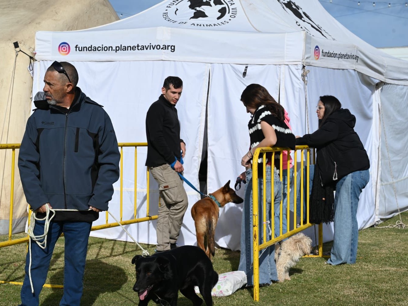 Se acercan a las 10.000 las castraciones gratuitas de perros y gatos en la ciudad - imagen de origen