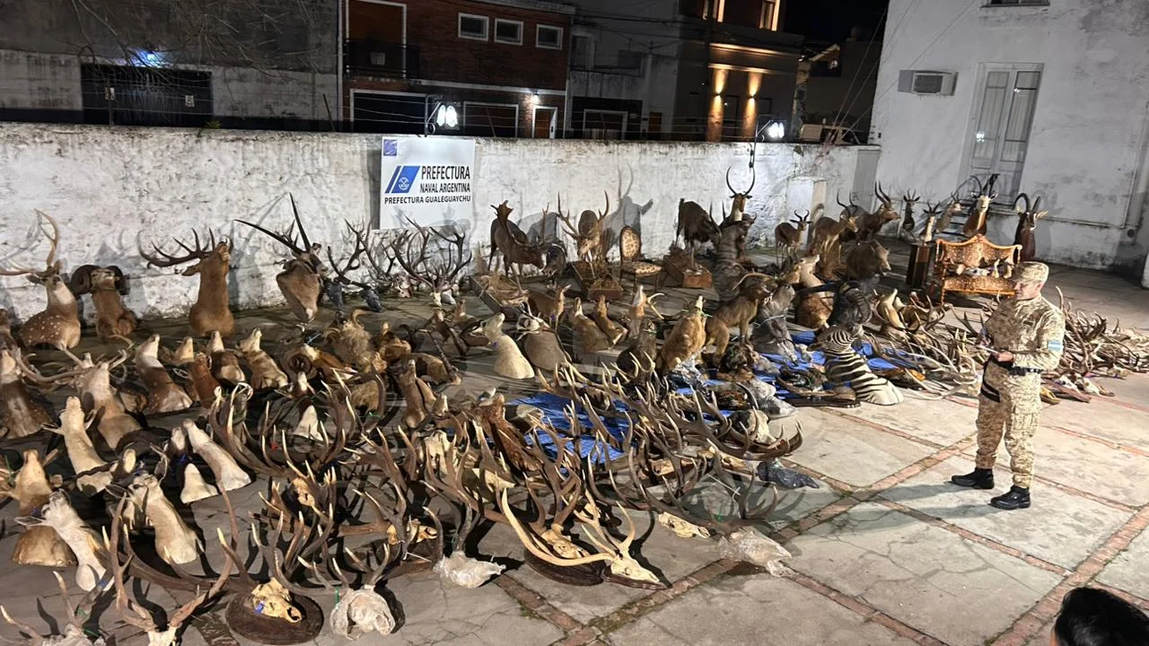 Prefectura secuestró armas, municiones y numerosos trofeos de fauna silvestre en un allanamiento - imagen de origen