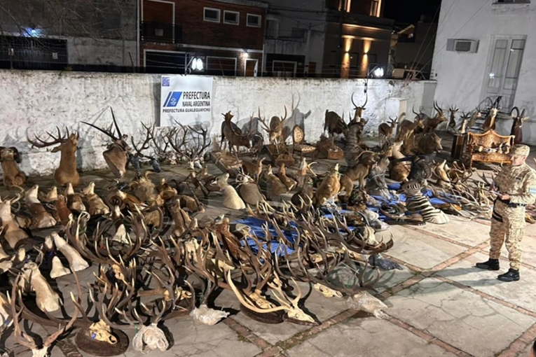 Empresario pagó US$40.000 por cazar un ciervo y se investiga presunto tráfico de fauna - imagen de origen