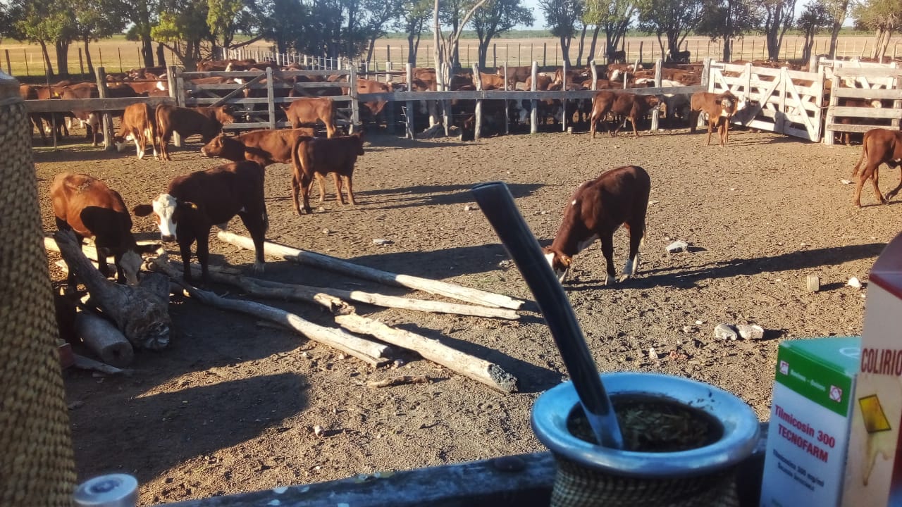 El stock ganadero sigue estable en torno a los 4,3 millones de cabezas - imagen de origen