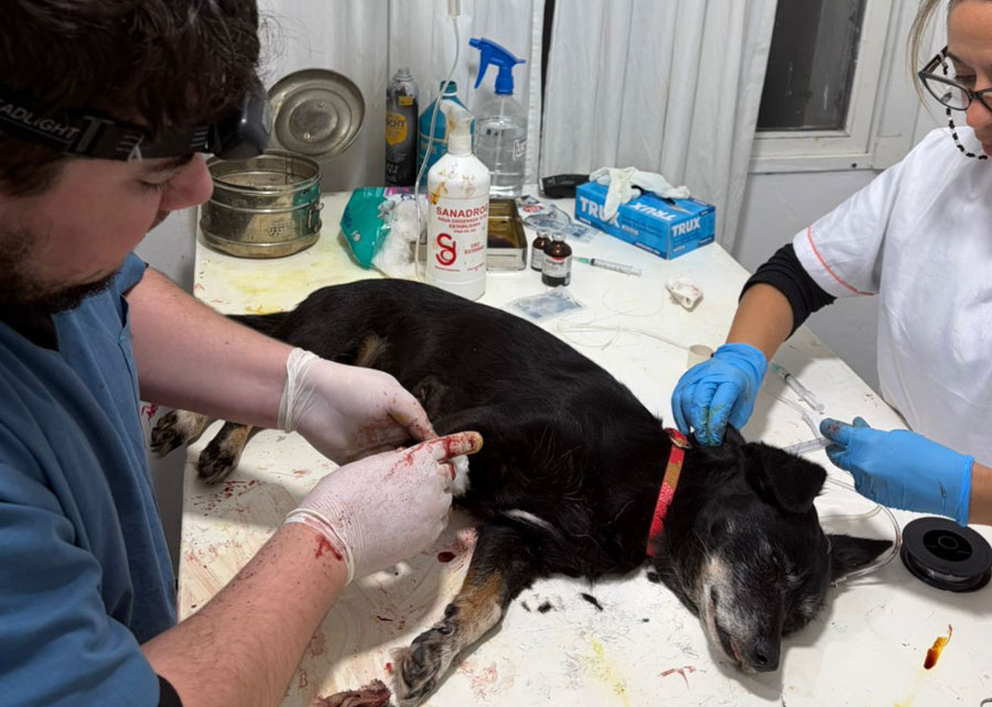 El Castramóvil continúa prestando sus servicios en el barrio San Isidro - imagen de origen