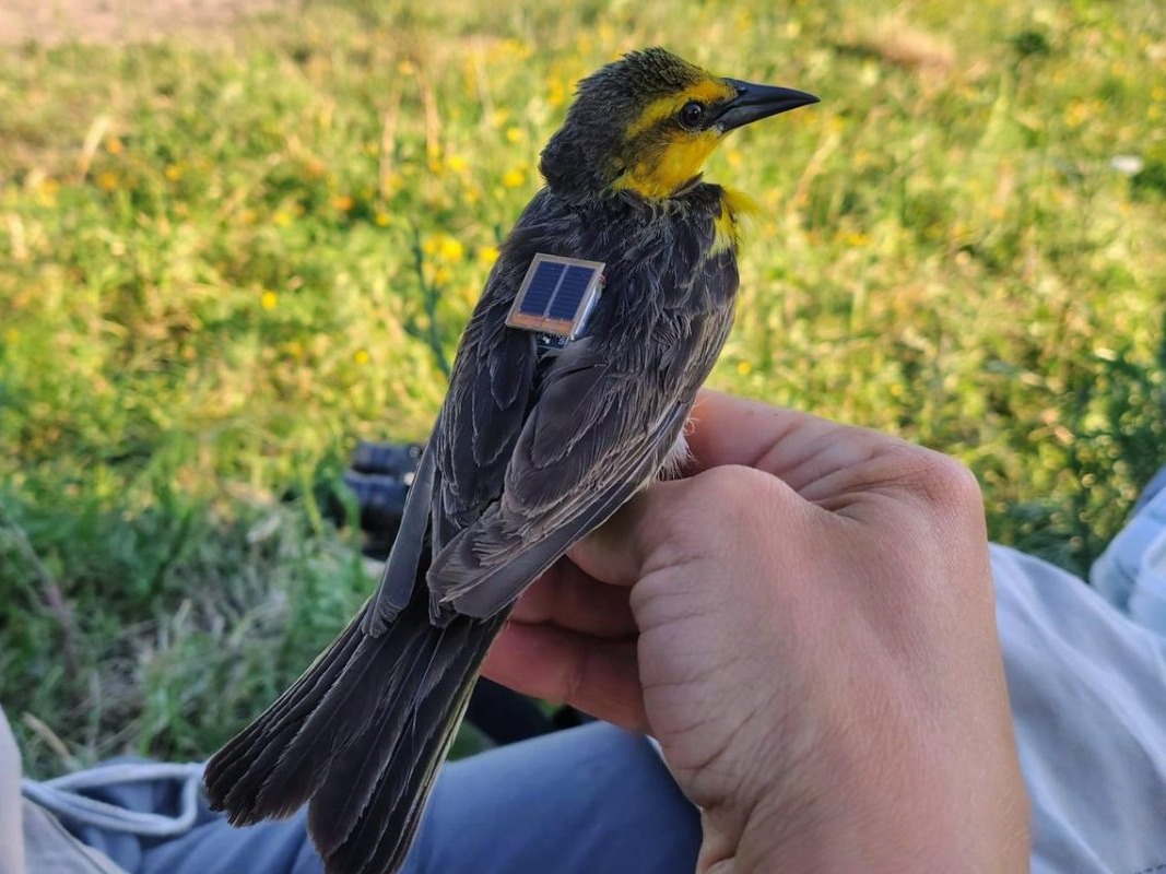 Monitorean las poblaciones de Tordo Amarillo en la zona rural de Gualeguaychú - imagen de origen
