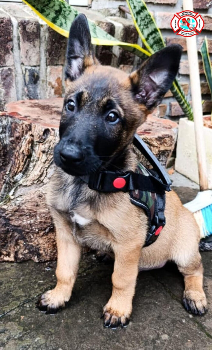Bomberos Voluntarios presentó a Jack, su futuro perro de búsqueda - imagen de origen