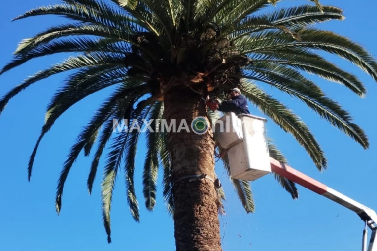 El Municipio de Gualeguaychú activa un plan preventivo para proteger las palmeras del "picudo rojo" - imagen de origen