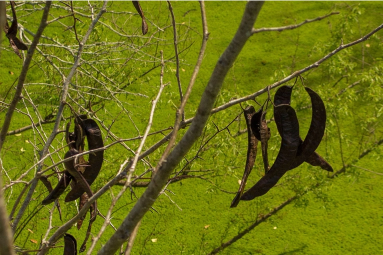 Alertan por el avance de la acacia negra y realizarán una capacitación en la región - imagen de origen