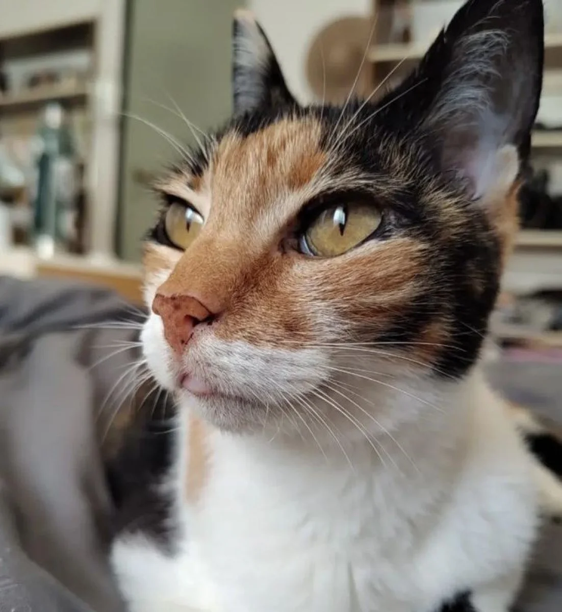 Buscan una familia para “Michi”, una gatita rescatada que aún espera ser adoptada - imagen de origen