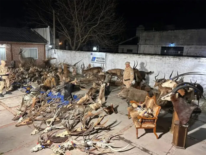 Allanamiento federal en Gualeguaychú: secuestran 29 escopetas y miles de municiones - imagen de origen