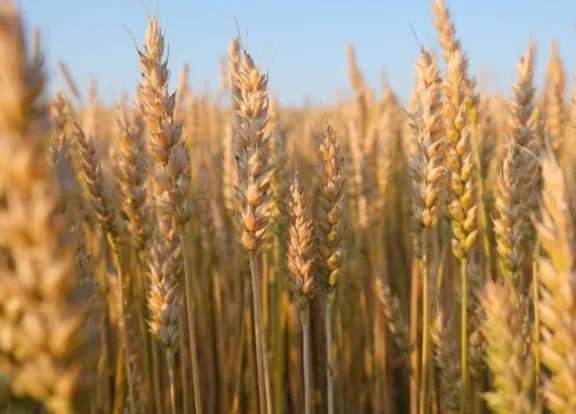 El aumento de costos y los bajos precios proyectan una caída del 18% en la siembra de trigo en Entre Ríos - imagen de origen