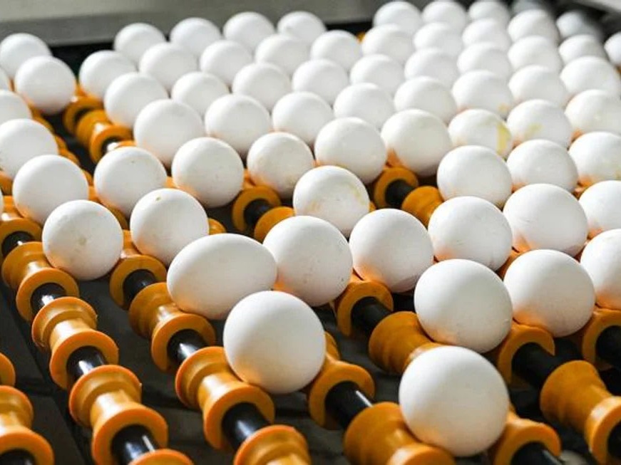 La Argentina impulsa exportaciones de cerdo y huevos: marcaron récord en el primer cuatrimestre - imagen de origen