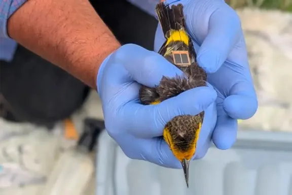 Brindarán detalles sobre la conservación del tordo amarillo - imagen de origen