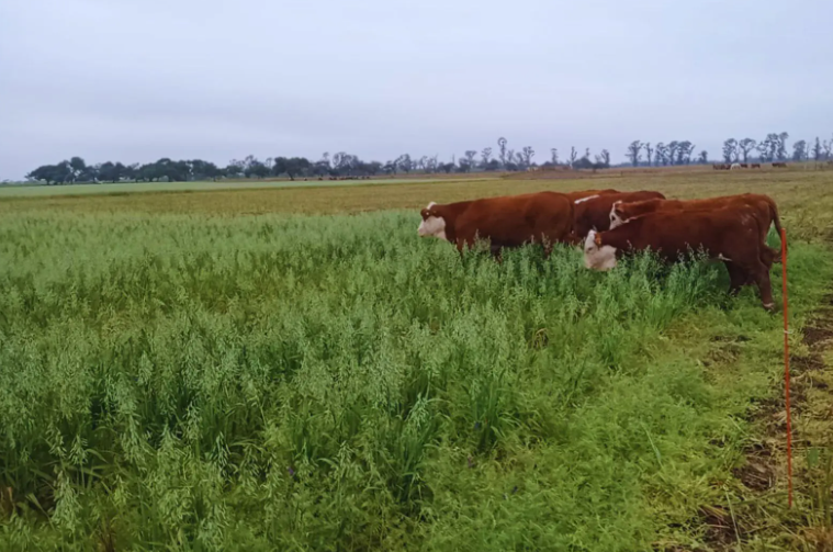 Los principales compradores globales demandan más carne vacuna magra - imagen de origen
