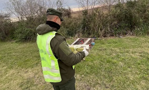 Ceibas: rescataron a 30 cardenales de copete rojo - imagen de origen