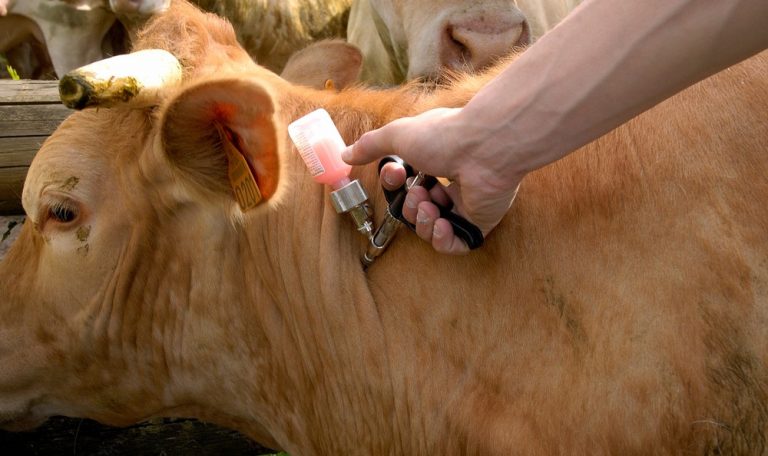 Este lunes inició la vacunación contra la fiebre aftosa - imagen de origen