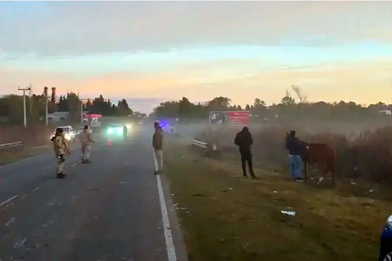 Combi que viajaba hacia Paraná chocó caballos sobre Ruta 11 y cinco personas sufrieron heridas - imagen de origen