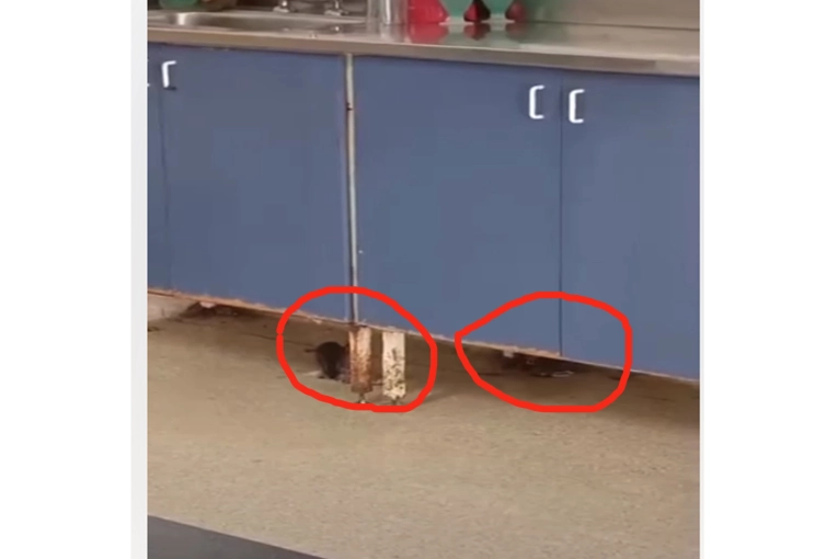 Piden la erradicación de focos de hantavirus ante la presencia de roedores en un hospital local - imagen de origen