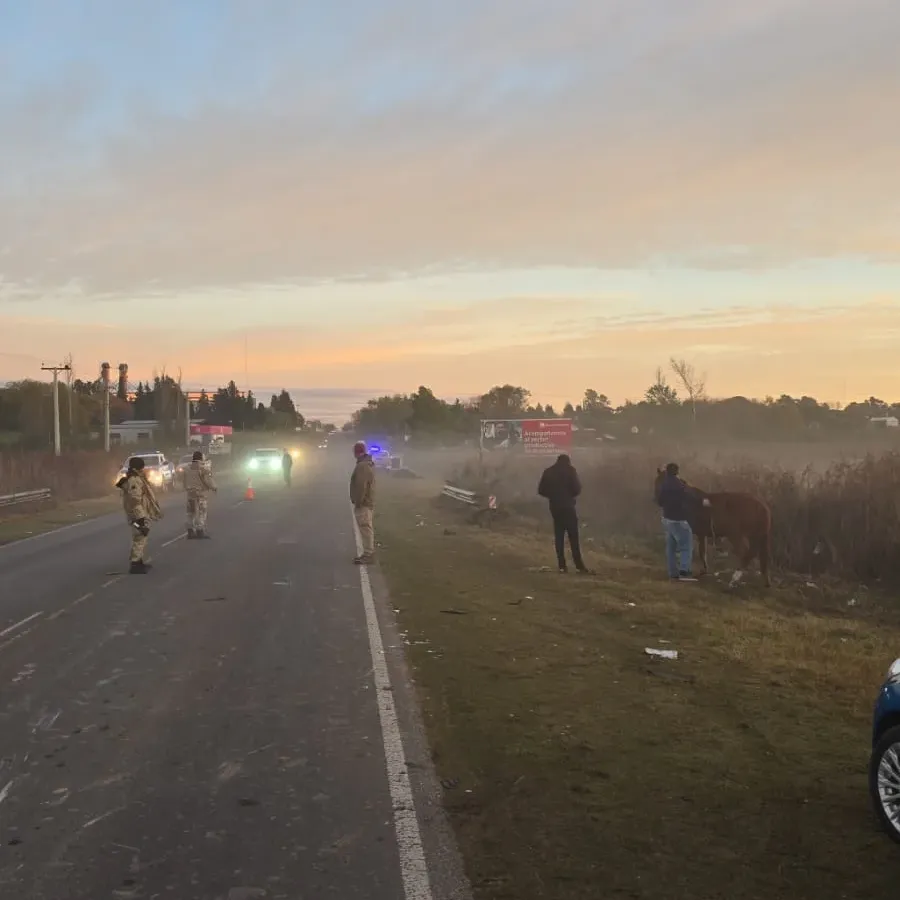 Victoria: una combi con 19 pasajeros chocó contra dos caballos sueltos en la Ruta 11 - imagen de origen