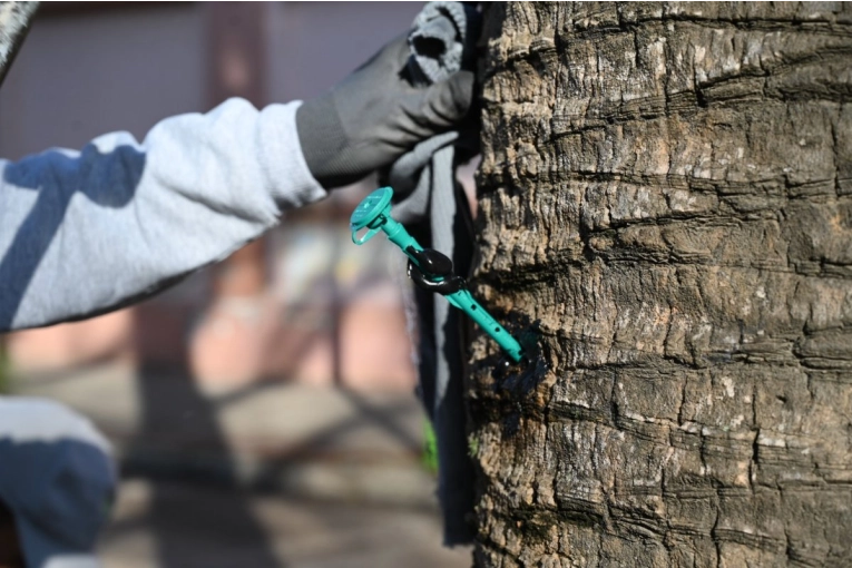 Las palmeras de Rocamora y Primera Junta reciben tratamiento preventivo contra el picudo rojo - imagen de origen