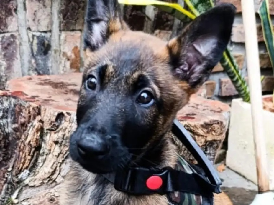 Un cuartel de bomberos de Entre Ríos presentó a Jack, el cachorro que será perro de búsqueda y rescate - imagen de origen