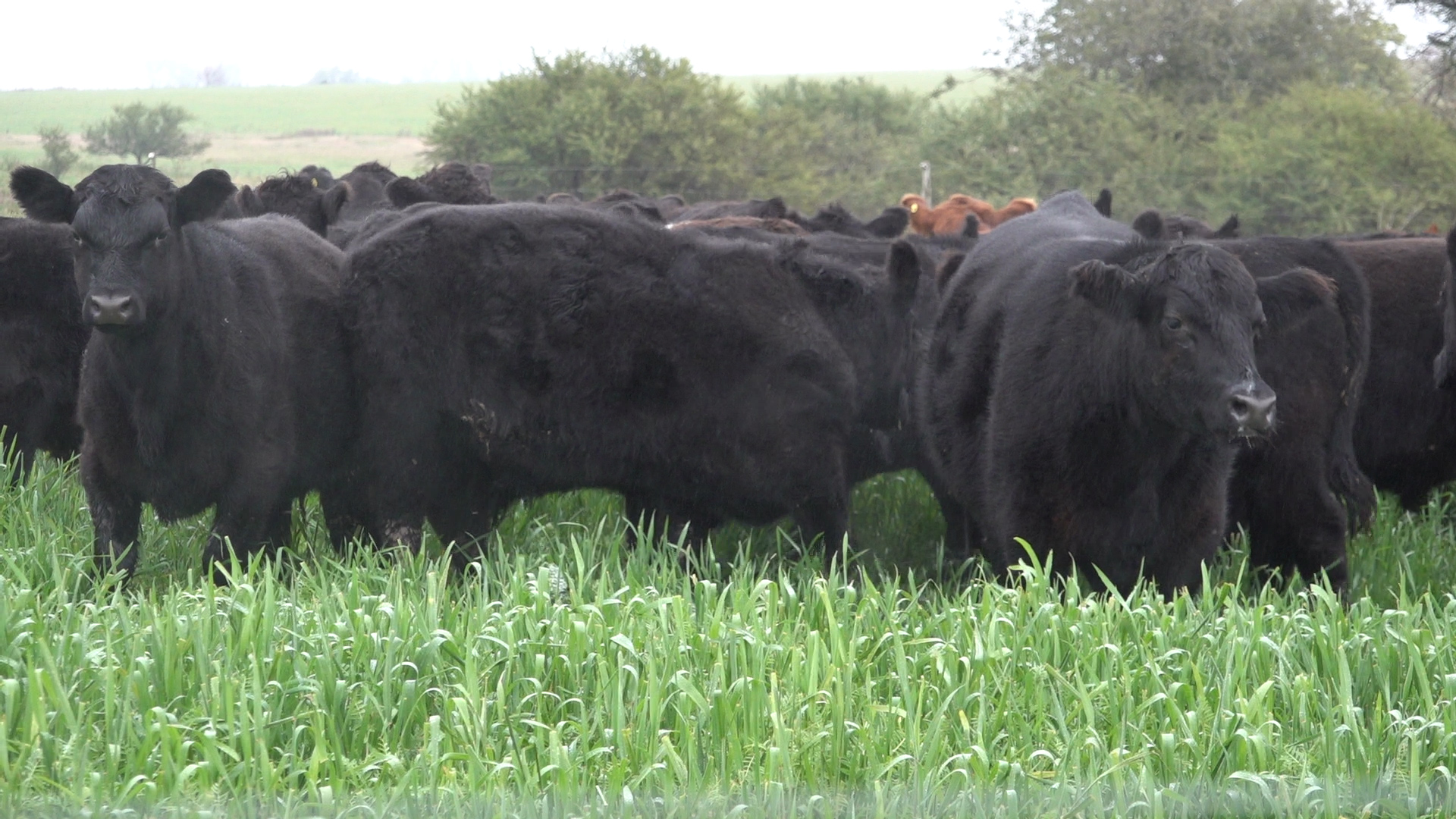 DEPs, la sigla que resume la mejor herramienta para comprar un toro - imagen de origen