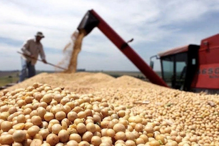 La producción de soja en Entre Ríos caería un 16%, según la Bolsa de Cereales - imagen de origen
