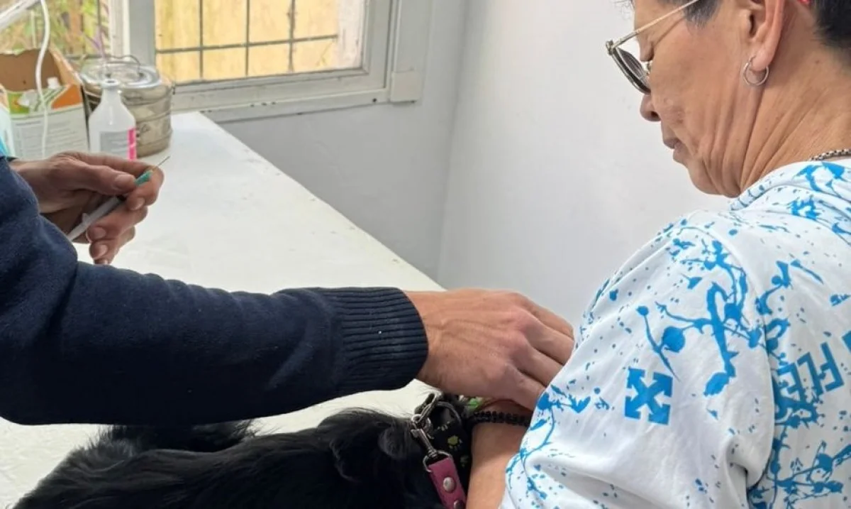 Zoonosis intensifica las atenciones y lleva adelante operativos de desparasitación - imagen de origen