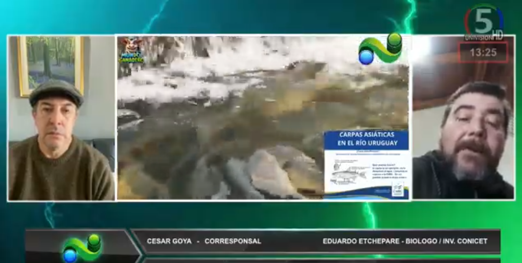 Carpa Asiática, el pez que amenaza la biodiversidad de la fauna ictícola del rio Uruguay - 7PAGINAS - imagen de origen