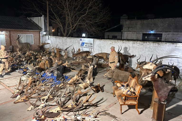 Prefectura secuestró armas, municiones y numerosos trofeos de fauna silvestre en un allanamiento - imagen de origen