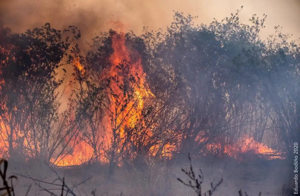 Multaron con $3,6 millones a un productor de Concepción del Uruguay por quemar hectáreas de bosque nativo - imagen de origen