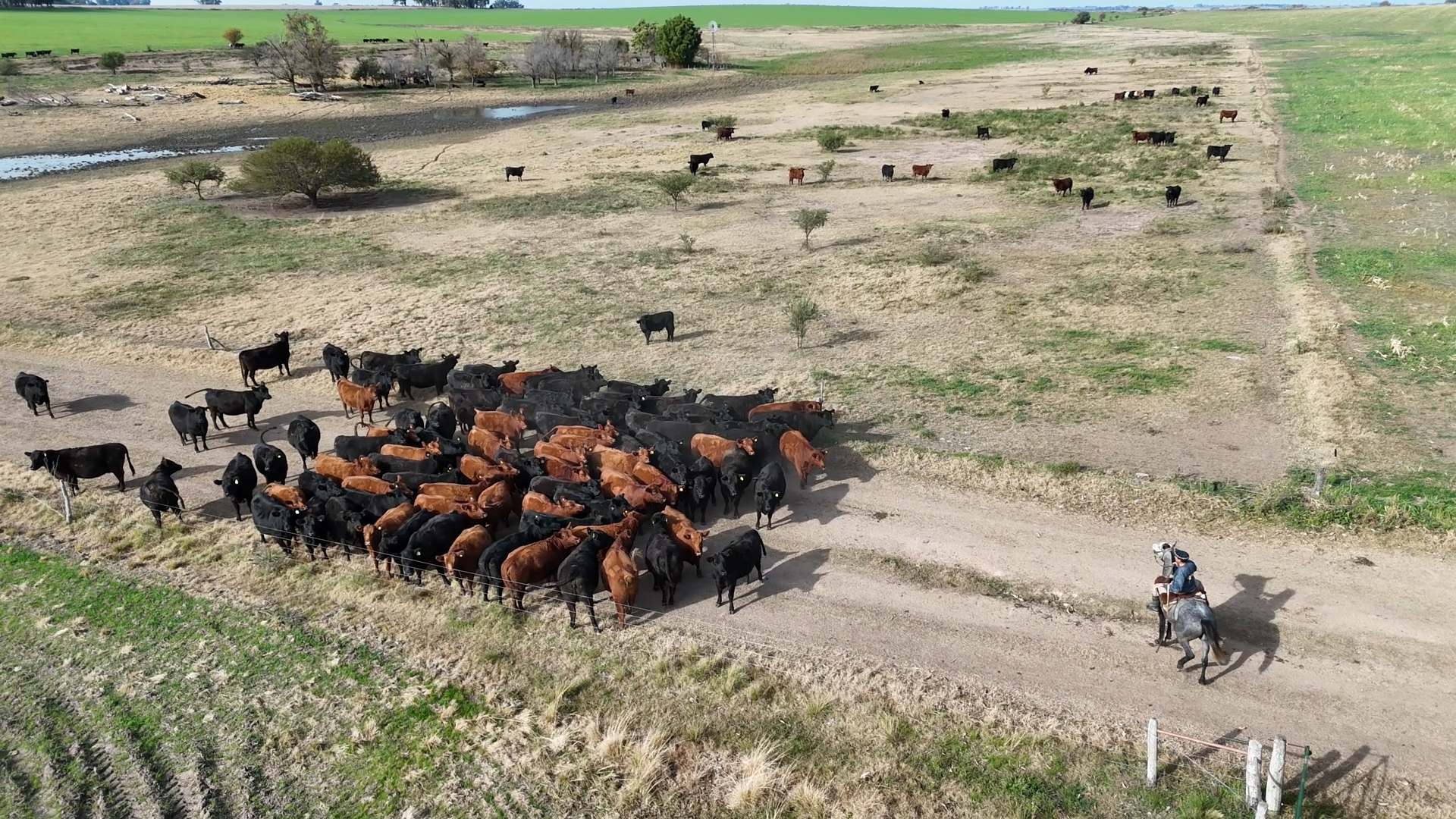 Ya se viene el 12º Remate Anual de Coembotá Angus, de Calderón - imagen de origen