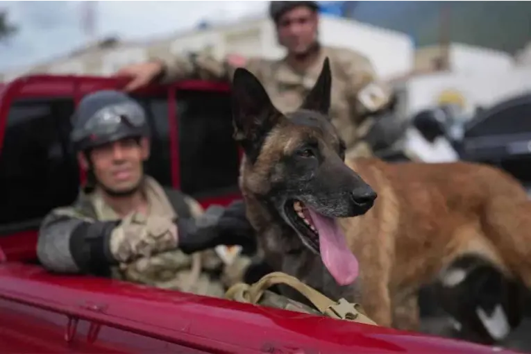 Venezuela: un perro argentino ayudó a rescatar con vida a dos niños que estaban bajo los escombros - imagen de origen