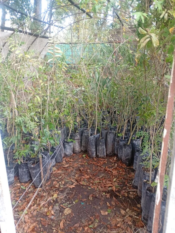 Concepción del Uruguay sumó 300 árboles para reforzar su política de forestación urbana - imagen de origen