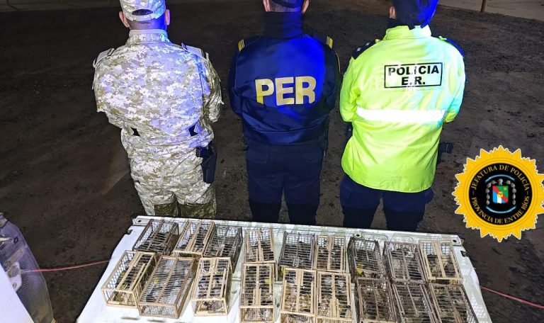 Desde Chajarí, devolverán a su hábitat a 60 jilgueros rescatados del tráfico ilegal este fin de semana - imagen de origen