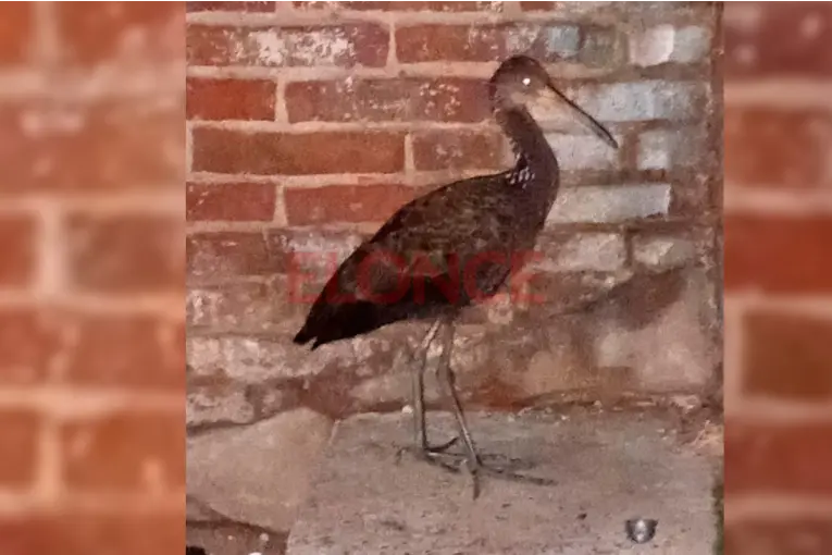 Liberaron un “caraú”, un pájaro que había sido rescatado por periodistas de Elonce - imagen de origen