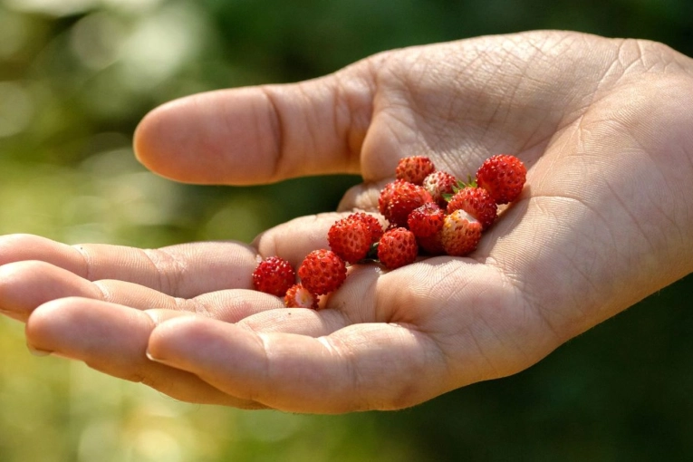 Desde la UNER proponen revalorizar el uso de plantas silvestres comestibles - imagen de origen