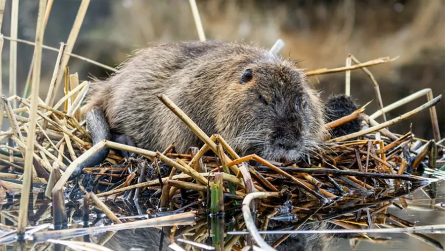“No hay ningún riesgo de extinción”: sobre la autorización a cazar hasta 100 mil nutrias en la provincia | Análisis - imagen de origen