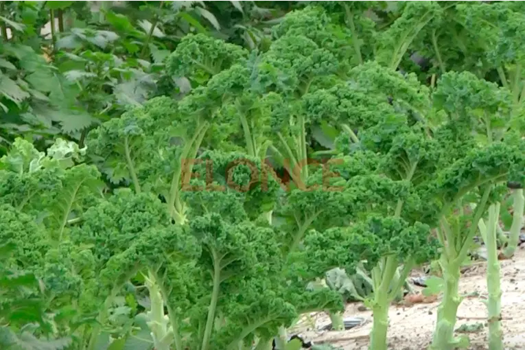 “Va a haber escasez de producción”: alertan por el impacto del frío en las verduras - imagen de origen