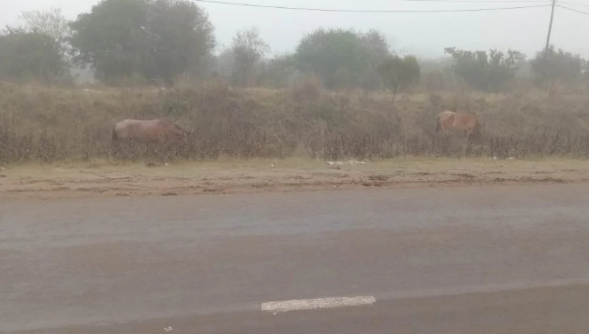 Vecinos alertan por caballos sueltos en el acceso a La Tablada - imagen de origen