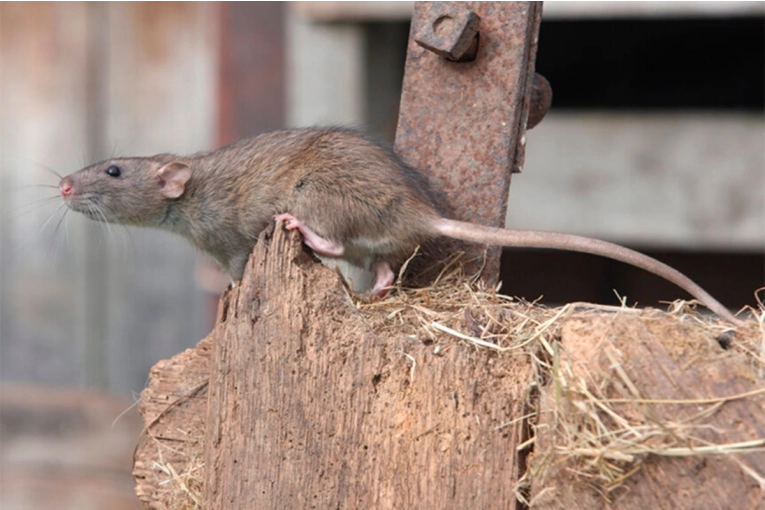 Comunicado oficial: "No hay circulación de hantavirus ni leptospirosis en Gualeguaychú" - imagen de origen