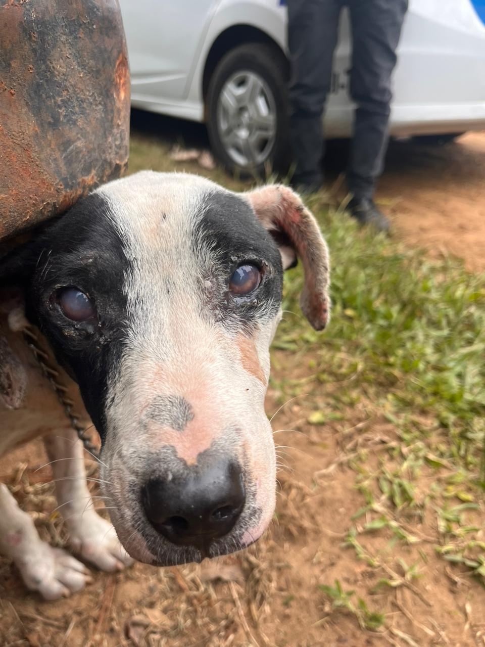 Concordia: la policía rescató a ocho perros que sufrían maltrato animal - 7PAGINAS - imagen de origen
