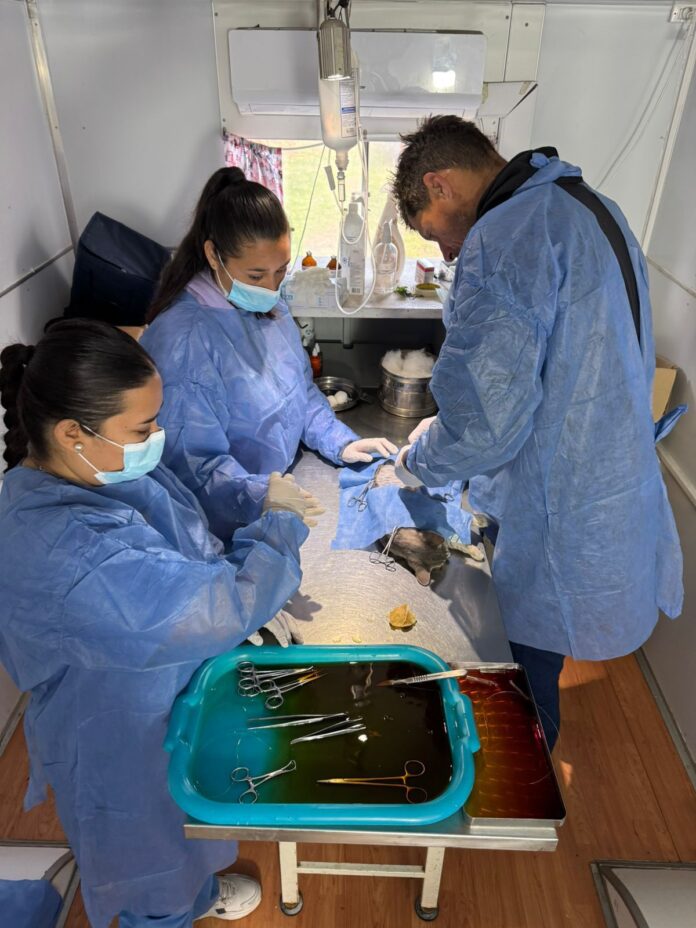 Castraciones y atención veterinaria récord - imagen de origen