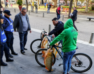 Insólito en Concordia: En plena veda, vendieron dorados gigantes en la Plaza 25 de Mayo y frente a la policía - 7PAGINAS - imagen de origen