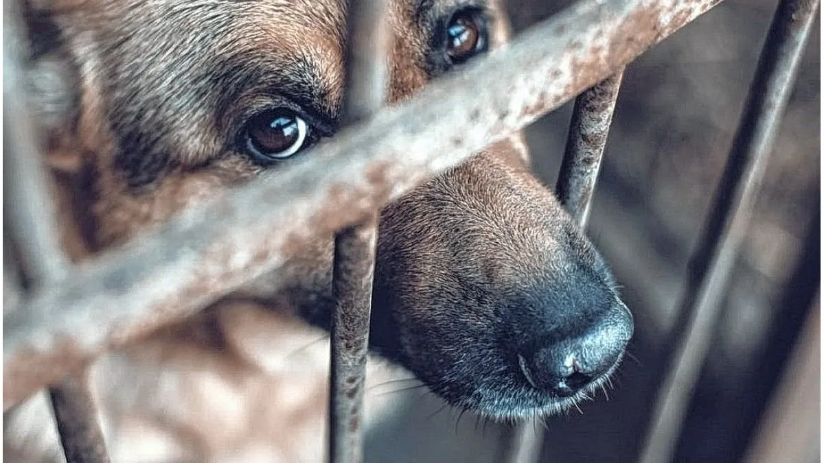 El 75% de los animales en Paraná sufre maltrato o abandono - imagen de origen